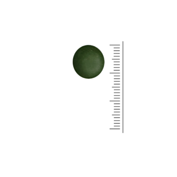 Chlorella