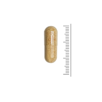 Groenlipmossel